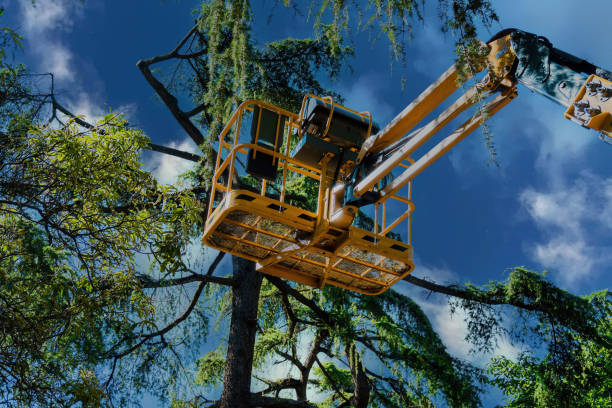 Best Commercial Tree Services  in Westgate, FL